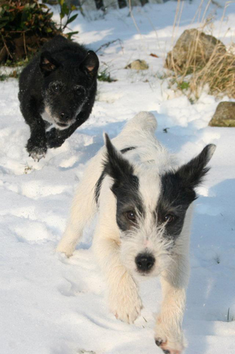 Spanner & Jasmine pets
